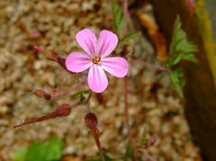 Geranium robertianum